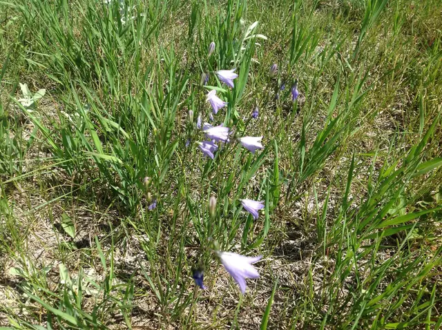 Harebell wildflowers in the grass